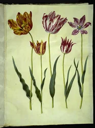 Tulipa gesneriana (tulipano)
