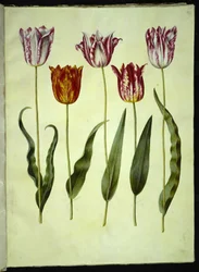 Tulipa gesneriana (tulipano da giardino)