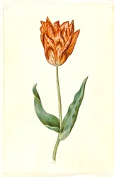 Tulipa gesneriana (tulipano da giardino)