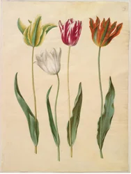 Tulipa gesneriana (tulipano da giardino)