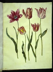 Tulipa gesneriana (tulipano da giardino)