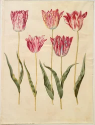 Tulipa gesneriana (tulipano da giardino)