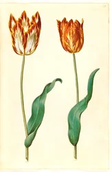 Tulipa gesneriana (tulipano da giardino)