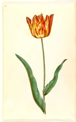 Tulipa gesneriana (tulipano da giardino)