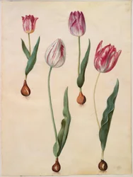 Tulipa gesneriana (tulipano da giardino)