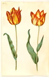 Tulipa gesneriana (tulipano da giardino)