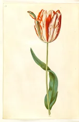 Tulipa gesneriana (tulipano da giardino)