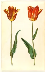 Tulipa gesneriana (tulipano da giardino)