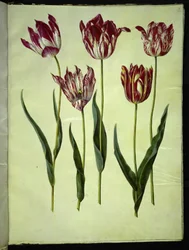 Tulipa gesneriana (tulipano da giardino)