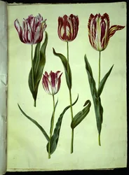 Tulipa gesneriana (tulipano da giardino)