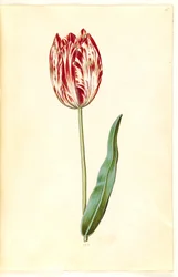 Tulipa gesneriana (tulipano da giardino)
