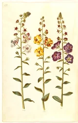Verbascum blattaria (verbasco); Verbascum phoeniceum (verbasco purpureo)