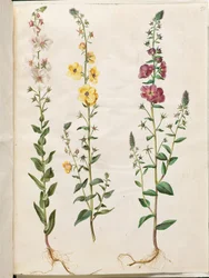 Verbascum blattaria; Verbascum phoeniceum