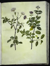 Viburnum tinus (vinter-snebolle)