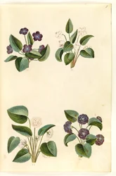 Viola odorata (violetta di marzo)