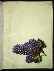 Vitis vinifera (vite comune)