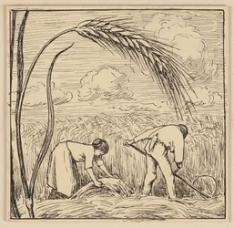 Disegno per il libro di elementari: Spiga di grano