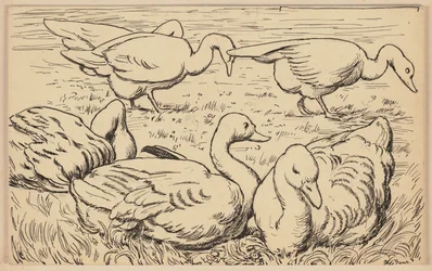 Disegno per il libro di lettura: Oca