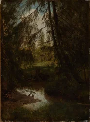 Abeti presso il ruscello nel bosco