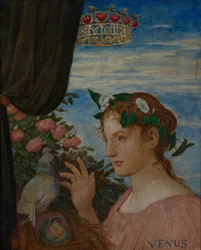 Venere (Freya)