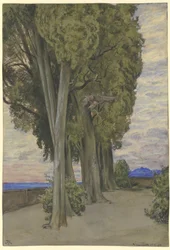 Cipressi a Villa d
