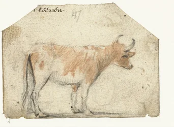 Mucca, vista di lato