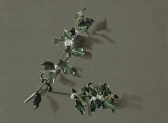 Ilex aquifolium L. Agrifoglio comune, c. 1870-1920