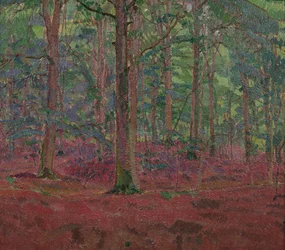 Un bosco di faggi