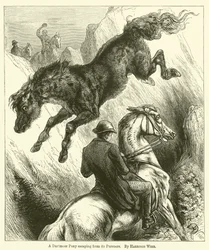Un pony di Dartmoor che sfugge ai suoi inseguitori
