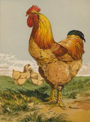 Gallo Cochin fulvo