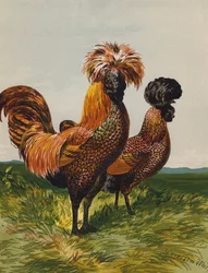 Polacco dorato maculato
