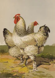 Brahmas Chiare