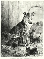 Madre e cuccioli