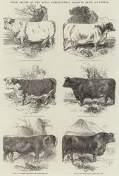 Bovini premiati alla mostra della Royal Agricultural Society a Exeter