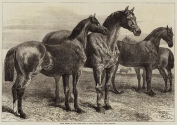 Cavalli premiati alla mostra di cavalli nella Agricultural Hall, Islington