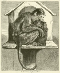 La Scimmia Malata
