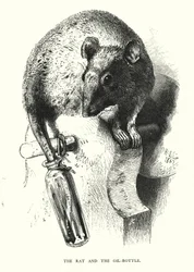 Il topo e la bottiglia d