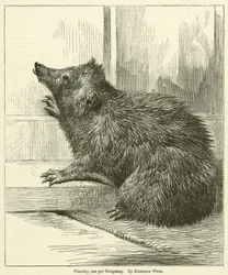 Timothy, il nostro riccio domestico