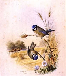 Cinciallegre su una spiga di grano