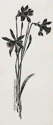 Narcisi