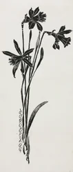 Narcisi