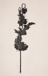 Studio di fiori