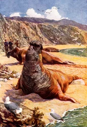 La foca elefante (litografia a colori)