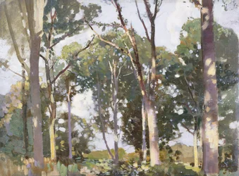 Alberi alla luce del sole