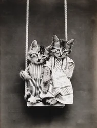 Serie dei gattini: Sull