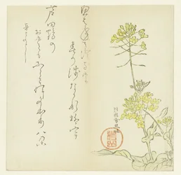 Fiori