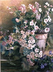 Studio di Primule