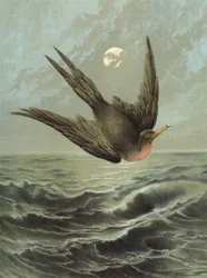 Uccello fregata (cromolitografia)