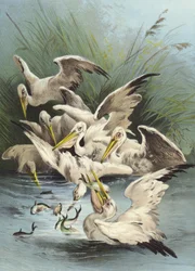 Pellicani che si nutrono (cromolitografia)