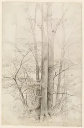Un gruppo di alberi